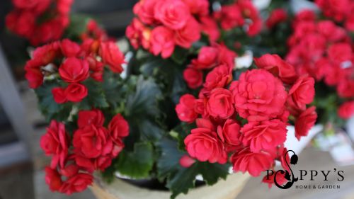 Landscapers Gateshead NSW Bet 4u