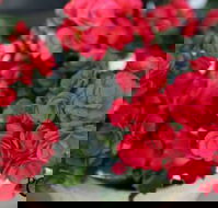 Poppys Home  Garden Centre - Click Find