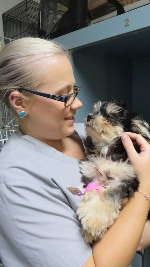 Grafton Veterinary Clinic - Bridge Guide 1