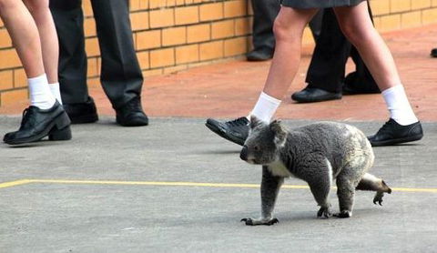 St Philip’s Christian College - Click Find 2