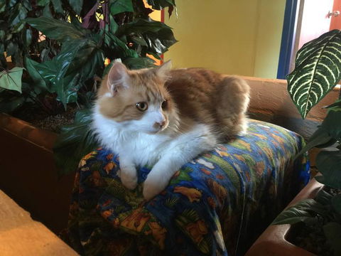 Tarraray Pet Retreat - Click Find 4