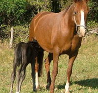 Spirit Lodge Equestrian Centre - Click Find
