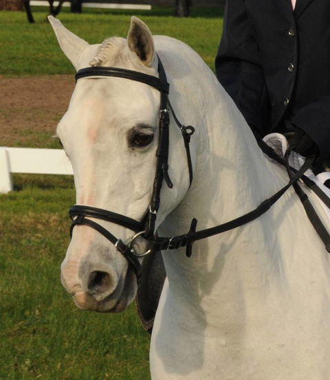 Encantador The Riding School - Click Find 2