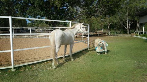 Townsville Agistment - Bridge Guide 1