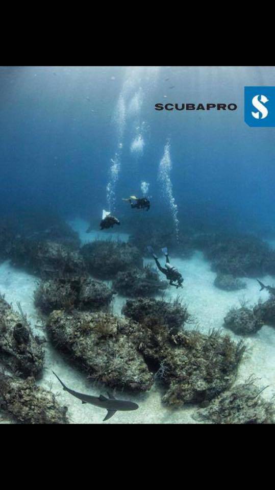 Diving Tweed Heads NSW Click Find
