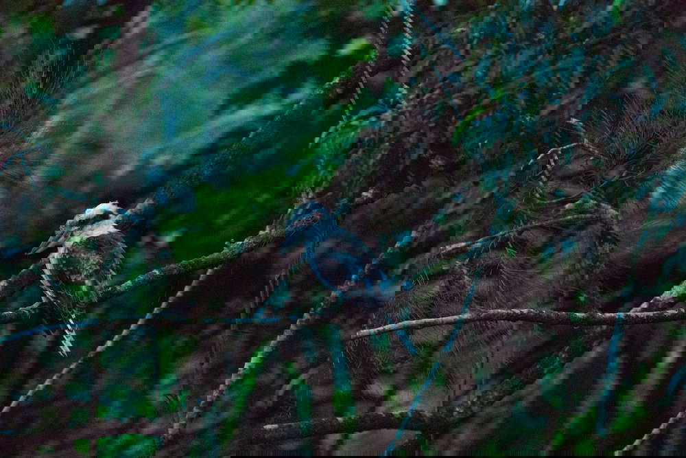 Eungella Dam QLD Bet 4u