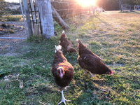 Bryn Glas Farm Stay