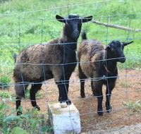 Alstonville Country Cottages - Lawyer Find