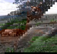 Morella Farm Stay - DBD