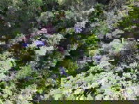 Crater Lakes Rainforest Cottages