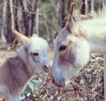 Donkey Tales Farm Cottages - Click Find