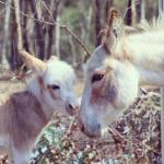 Donkey Tales Farm Cottages