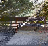 Grey Kangaroo- On Lake Jindabyne foreshore - Click Find