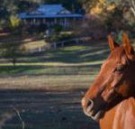 Historic Oak Hill House Estate Truffle Gourmet Festival Region - Bet 4u