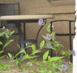Amalie Cottage Waikerie Unit 1 - Click Find