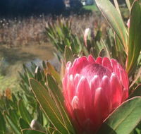 Creswick Cabin Retreat - Click Find