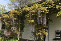 Clarence Cottage