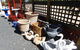 Little Ladybird Plant Nursery - thumb 3