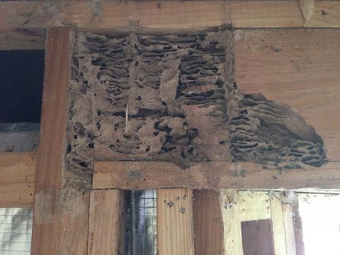 Bundaberg Building & Pest Inspections - Lawyer Find 3