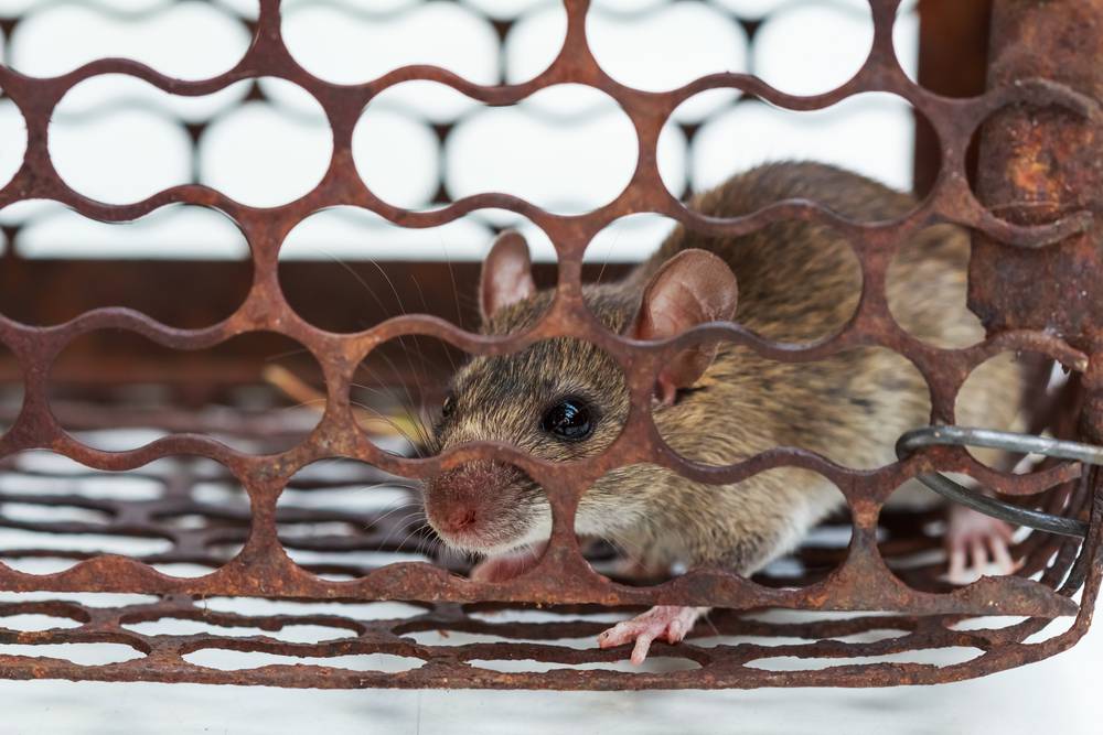 Pest Control Palmerston NT Bowls Clubs