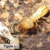 Flexible Termite Solutions - DBD 1