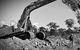McMurtrie Consulting Engineers - thumb 3