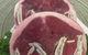 Forster Tuncurry Meat & Chicken - thumb 3