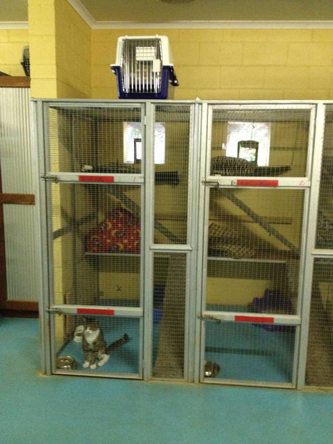 Purrs & Paws Pet Resort–NT Agent For Ozpet Transport - Click Find 0