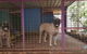 Purrs & Paws Pet Resort–NT Agent For Ozpet Transport - thumb 3