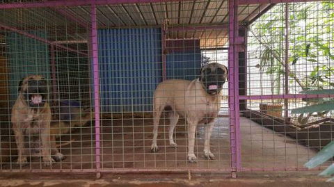 Purrs & Paws Pet Resort–NT Agent For Ozpet Transport - Click Find 3