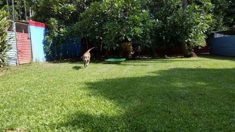 Purrs & Paws Pet Resort–NT Agent For Ozpet Transport - Click Find 4