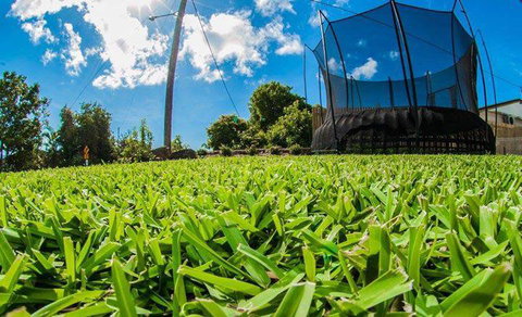 Hamilton Plains Turf - Bet 4u 0