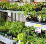 Plants Whitsunday - Click Find