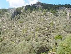 Total Vegetation Management - Click Find 2