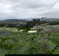 Kareelah Berry Farm - Click Find
