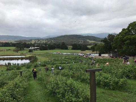 Kareelah Berry Farm - Lavinia 0