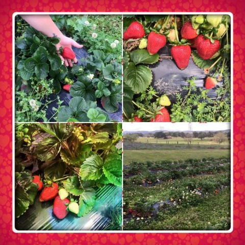 Kareelah Berry Farm - Lavinia 4