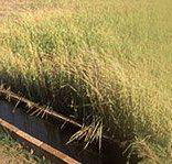 Rural Pumping Solutions - Click Find