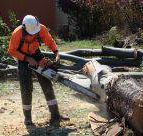 Full Tree Service  Stump Removal - Click Find