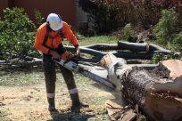 Full Tree Service & Stump Removal - Click Find 0