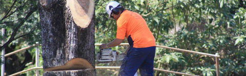 Full Tree Service & Stump Removal - Click Find 1