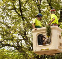Paradise Tree Services - Click Find