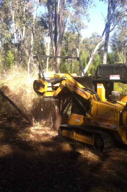 Tree Stump Removal Dubbo NSW Bridge Guide