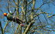 Richmond Valley Tree Services - thumb 0