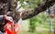 Richmond Valley Tree Services - thumb 2