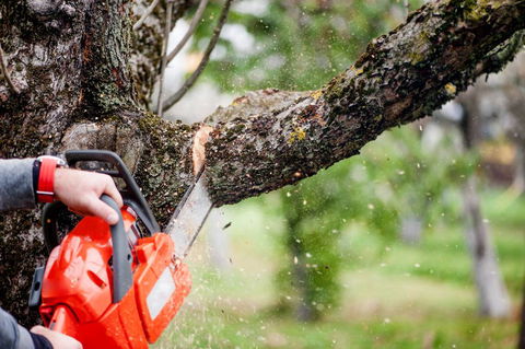 Richmond Valley Tree Services - Click Find 2