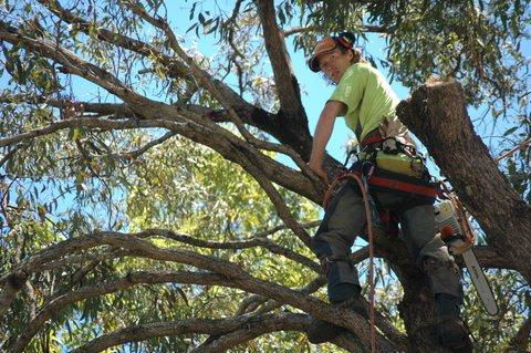 Tallow Tree Services Pty Ltd - Click Find 0