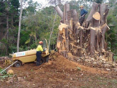 Tallow Tree Services Pty Ltd - Click Find 1