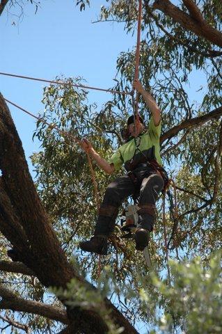 Tallow Tree Services Pty Ltd - Click Find 2