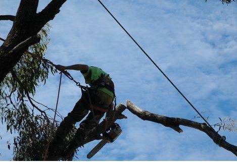 Tallow Tree Services Pty Ltd - Click Find 5
